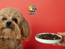 برنامه غذایی سگ شیتزو