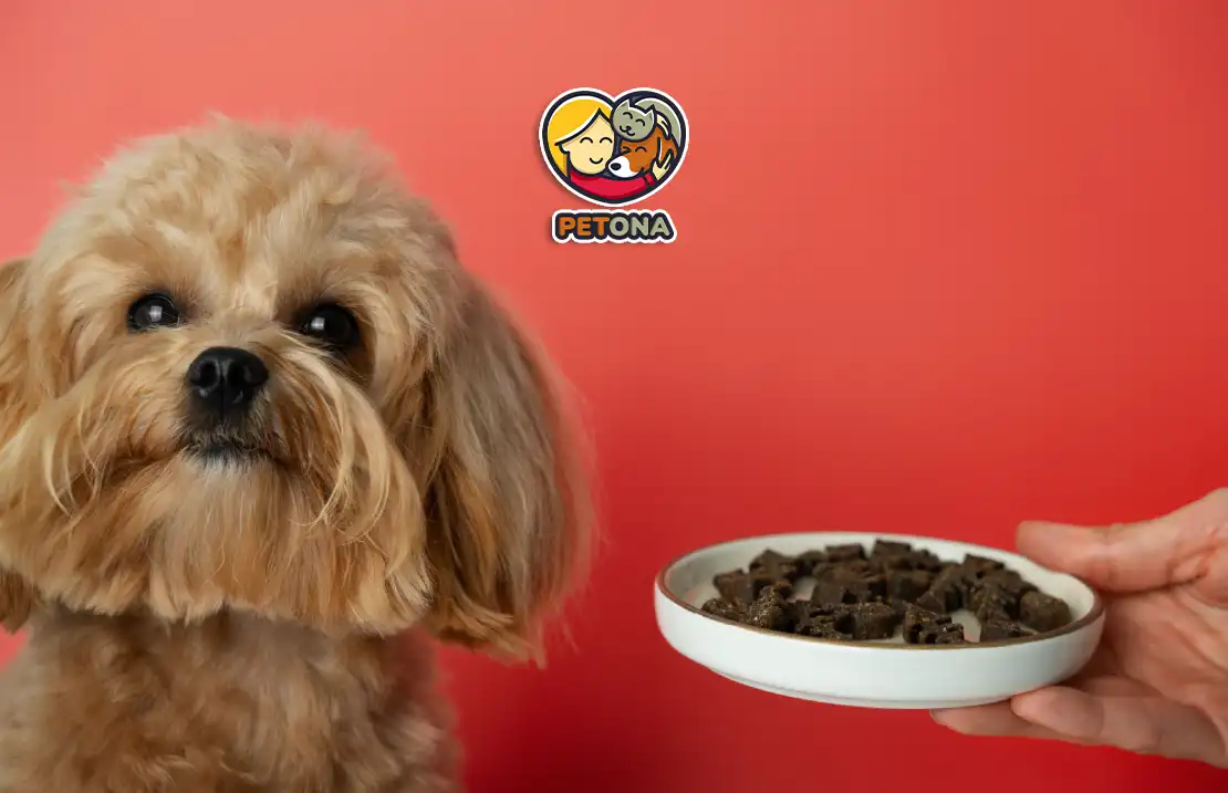 برنامه غذایی سگ شیتزو