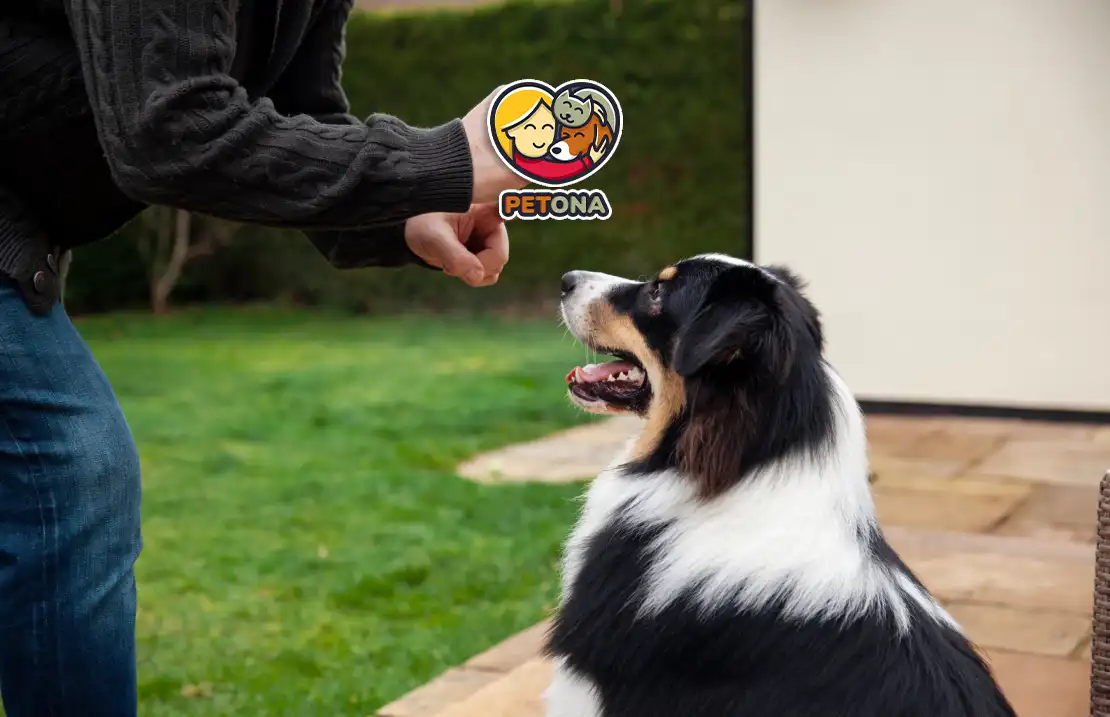 علت لرزیدن سگ