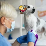 عقیم سازی سگ