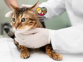 بیماری های پوستی گربه