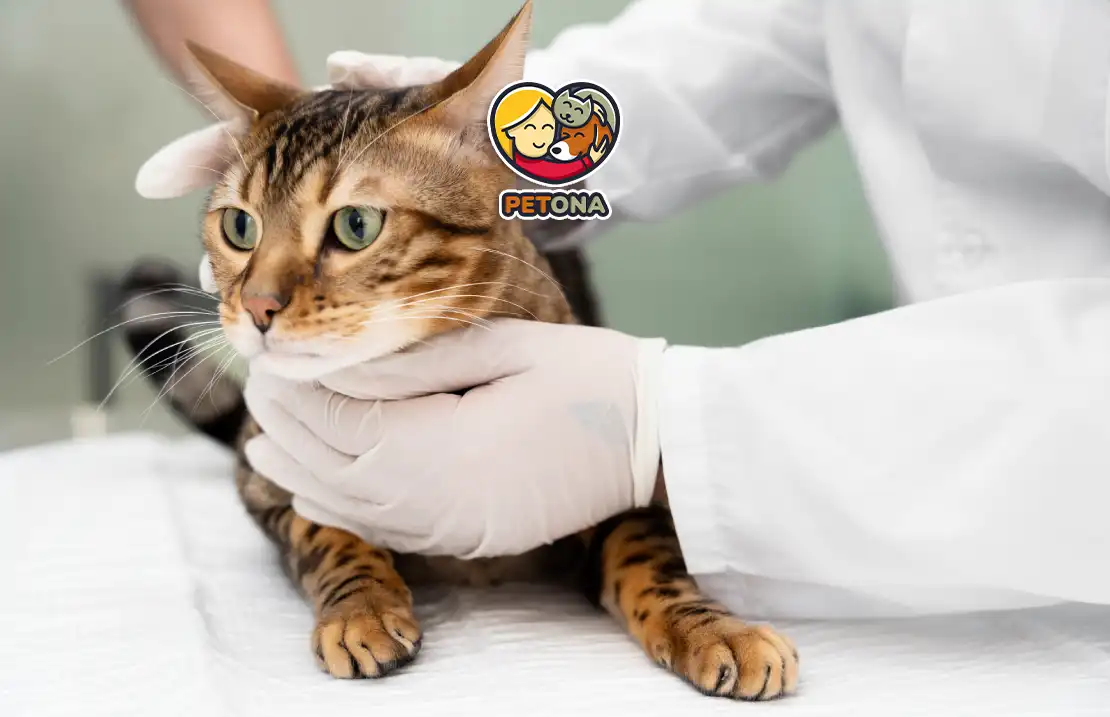 بیماری های پوستی گربه