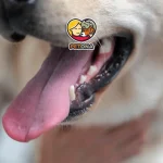 آیا گاز گرفتن سگ نیاز به واکسن دارد؟