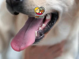 آیا گاز گرفتن سگ نیاز به واکسن دارد؟