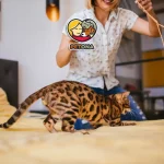 آموزش گربه خانگی