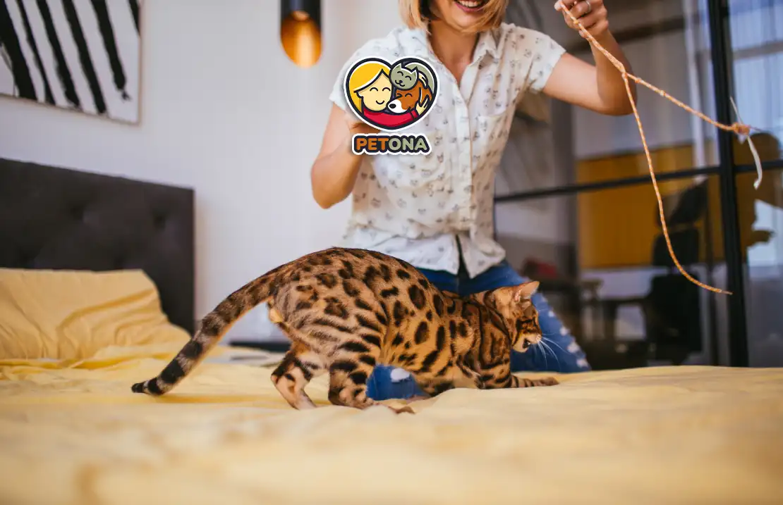 آموزش گربه خانگی