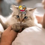 علت گریه گربه