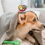 نشانه بیماری در حیوانات