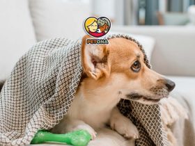 نشانه بیماری در حیوانات