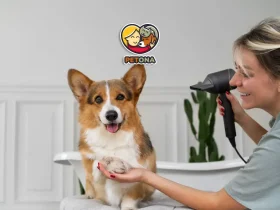 کوتاه کردن ناخن سگ