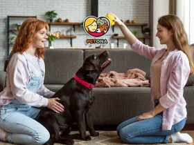 رفتارشناسی سگ باردار و شیرده