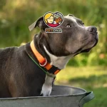 بهترین قلاده برای سگ