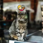 خرید غذای گربه در شیراز