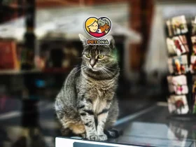 خرید غذای گربه در شیراز