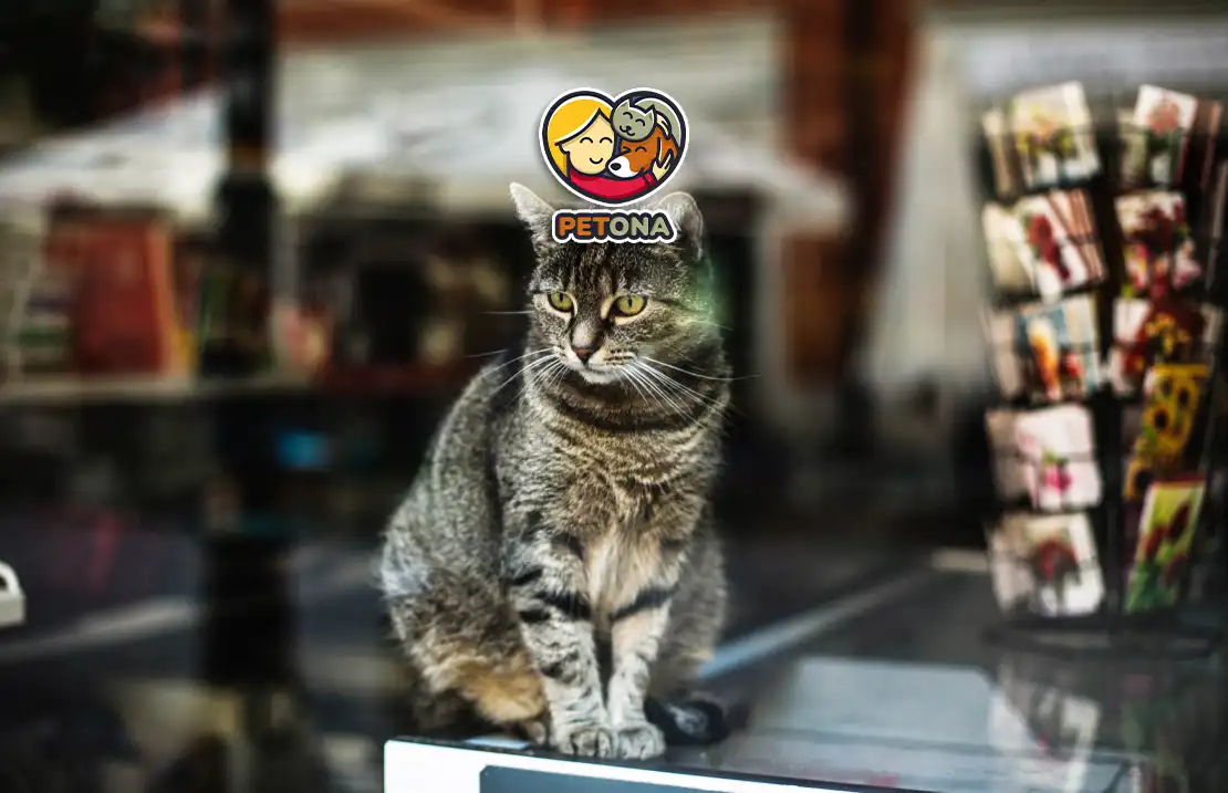 خرید غذای گربه در شیراز