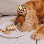 بهترین غذای سگ پیر