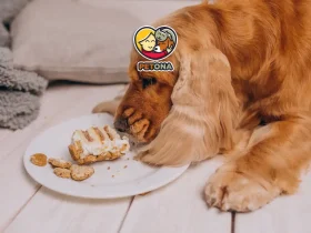 بهترین غذای سگ پیر