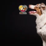 زبان بدن سگ