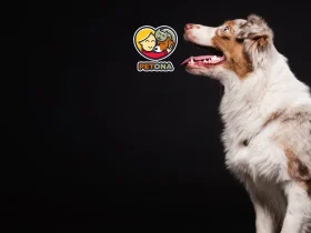 زبان بدن سگ