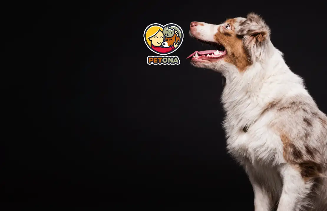 زبان بدن سگ