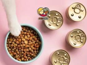 بهترین غذای کنسروی گربه