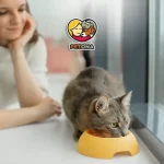 بی‌اشتهایی گربه