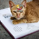 بهترین اسم را برای گربه خانگی