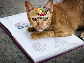 بهترین اسم را برای گربه خانگی