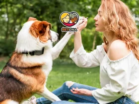 زبان بدن سگ