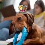 بهترین اسباب بازی برای سگ