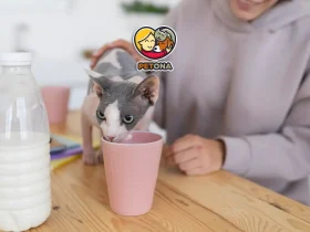 علائم و درمان حساسیت به لاکتوز در سگ‌ها