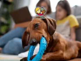 بهترین اسباب بازی برای سگ