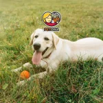 سگ لابرادور رتریور