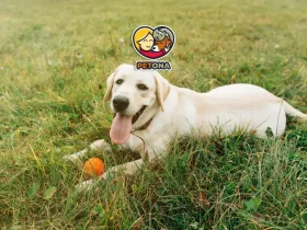 سگ لابرادور رتریور