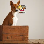 باکس مناسب سگ