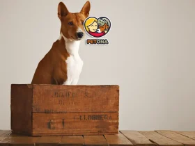 باکس مناسب سگ