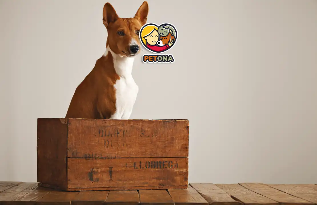 باکس مناسب سگ