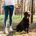 مدت زمان پیاده روی با سگ