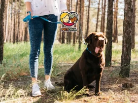 مدت زمان پیاده روی با سگ