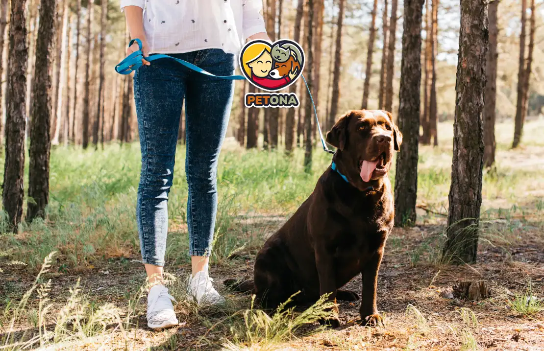 مدت زمان پیاده روی با سگ