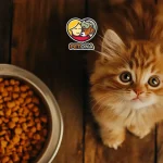 بهترین غذای خشک بچه گربه