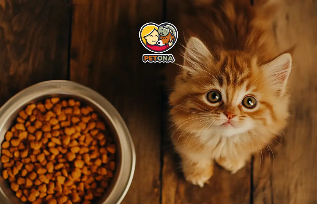 بهترین غذای خشک بچه گربه