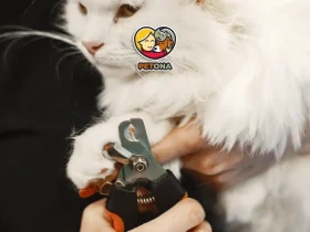 کوتاه کردن ناخن گربه