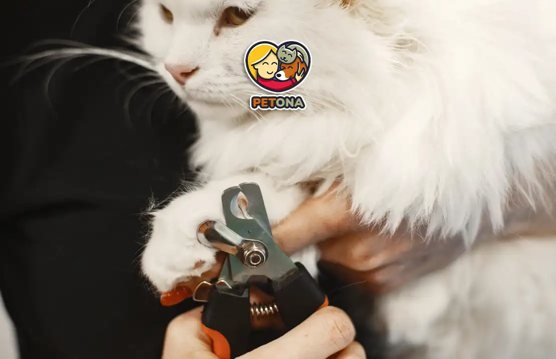 کوتاه کردن ناخن گربه