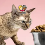 غذای گربه در سنین مختلف