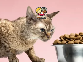 غذای گربه در سنین مختلف