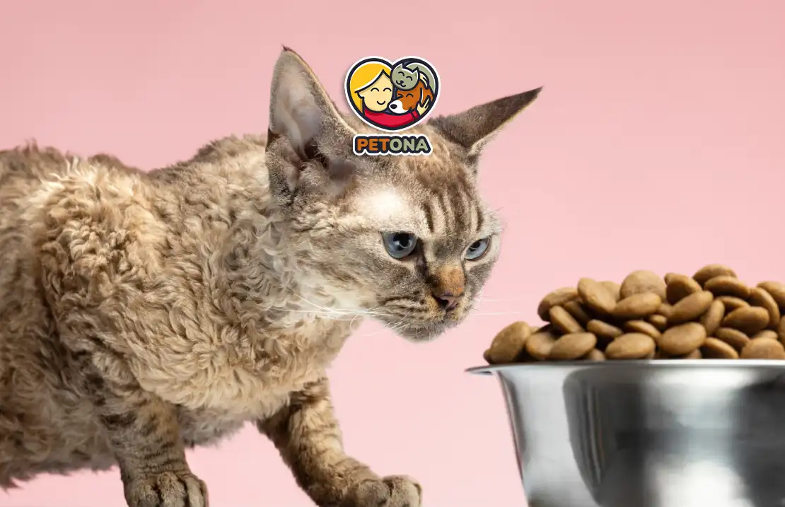 غذای گربه در سنین مختلف