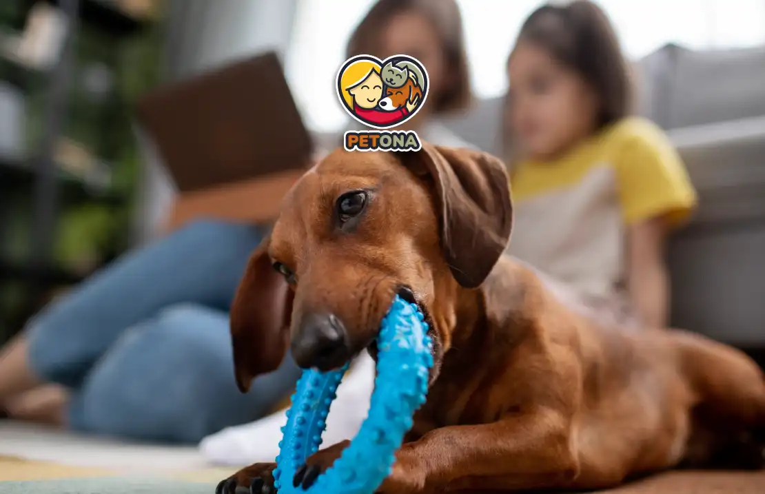 بهترین اسباب بازی برای سگ