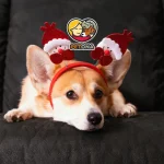 بهترین اسم برای سگ من