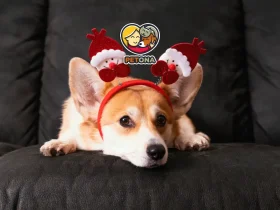 بهترین اسم برای سگ من